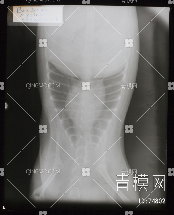 X射线-动物贴图下载【ID:74802】