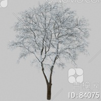 冬天树3D模型下载【ID:84075】