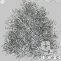 冬天树3D模型下载【ID:84058】