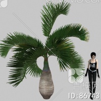 棕榈3D模型下载【ID:86743】