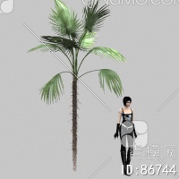 棕榈3D模型下载【ID:86744】