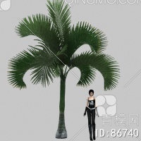 棕榈3D模型下载【ID:86740】