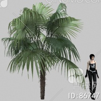 棕榈3D模型下载【ID:86747】