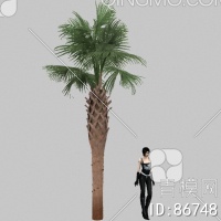 棕榈3D模型下载【ID:86748】