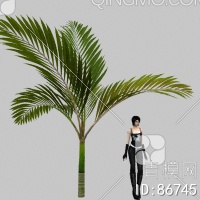 棕榈3D模型下载【ID:86745】