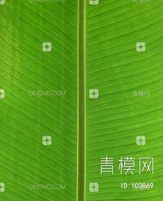 肌理生物理植样纹植样纹贴图下载【ID:103869】