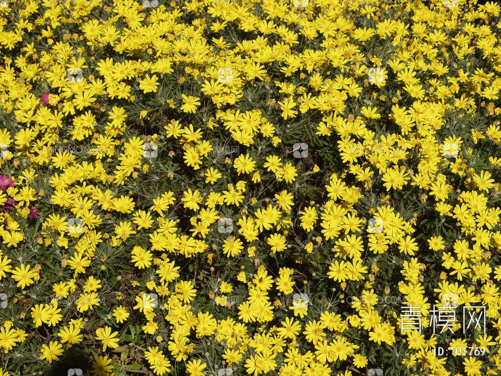 花贴图下载【ID:101769】