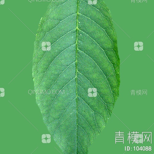 肌理生物理植样纹植样纹贴图下载【ID:104088】