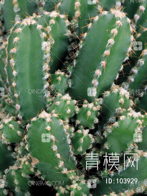 肌理生物理植堆景堆景贴图下载【ID:103929】