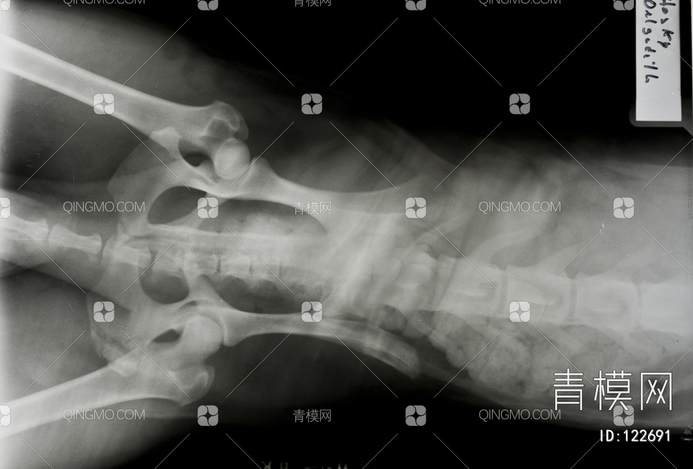 动物X射线贴图下载【ID:122691】