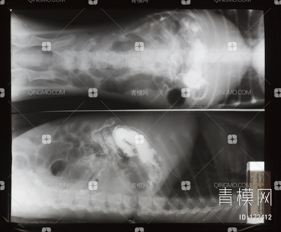 动物X射线贴图下载【ID:122412】