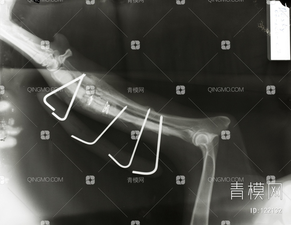 动物X射线贴图下载【ID:122132】