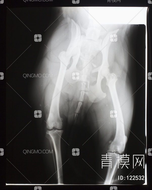 动物X射线贴图下载【ID:122532】