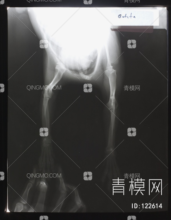 动物X射线贴图下载【ID:122614】