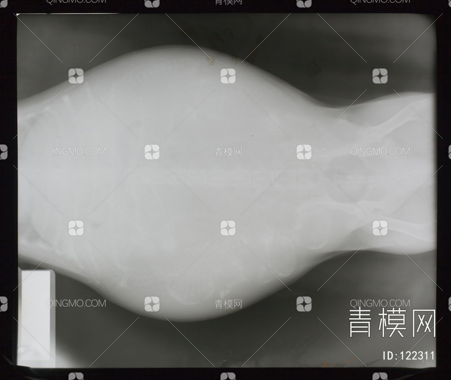 动物X射线贴图下载【ID:122311】