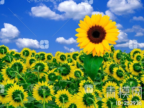 风景花卉壁画贴图下载【ID:252936】