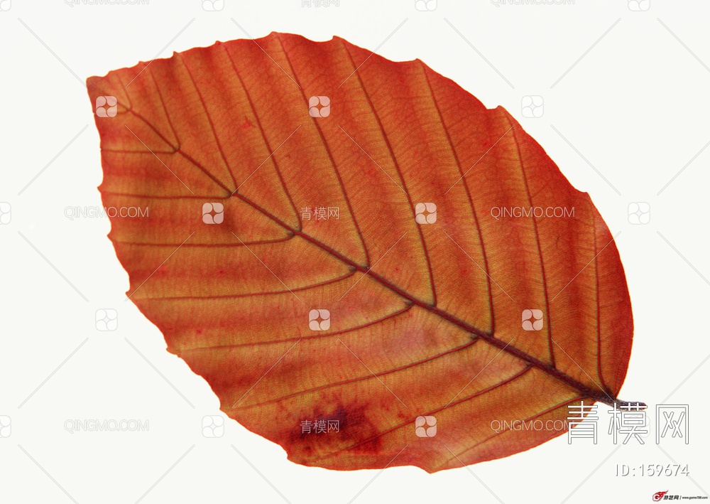 秋天树叶贴图下载【ID:159674】