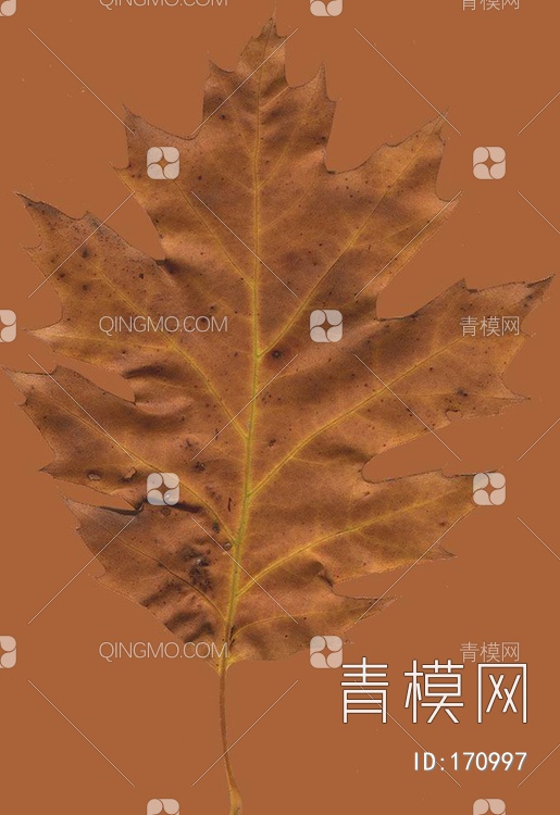 秋天树叶贴图下载【ID:170997】