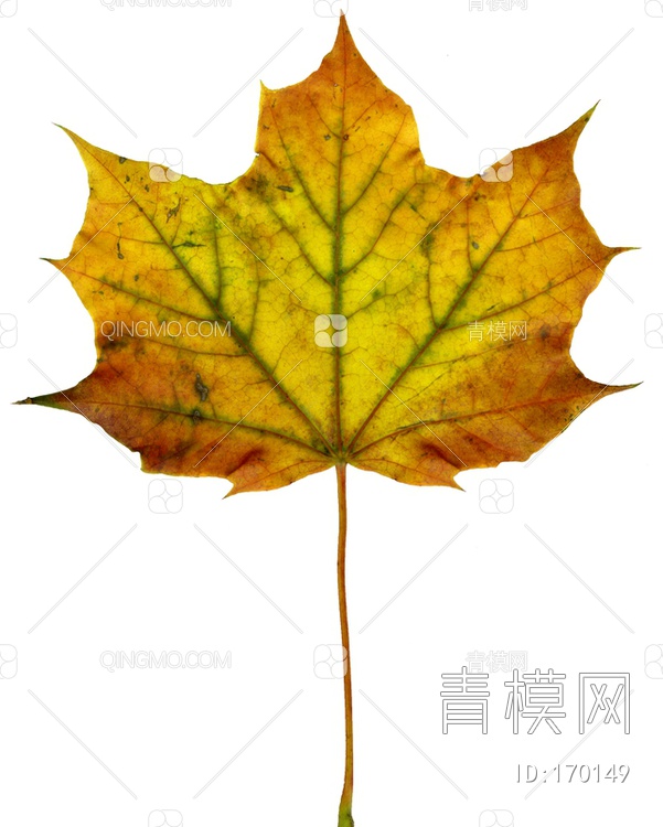 秋天树叶贴图下载【ID:170149】