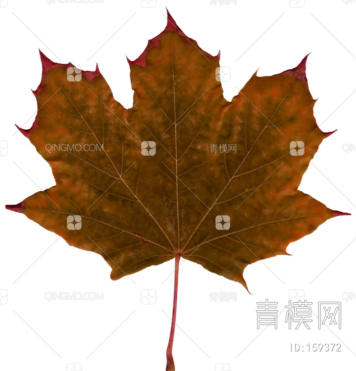 秋天树叶贴图下载【ID:159372】