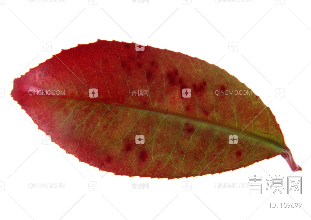 秋天树叶贴图下载【ID:159699】