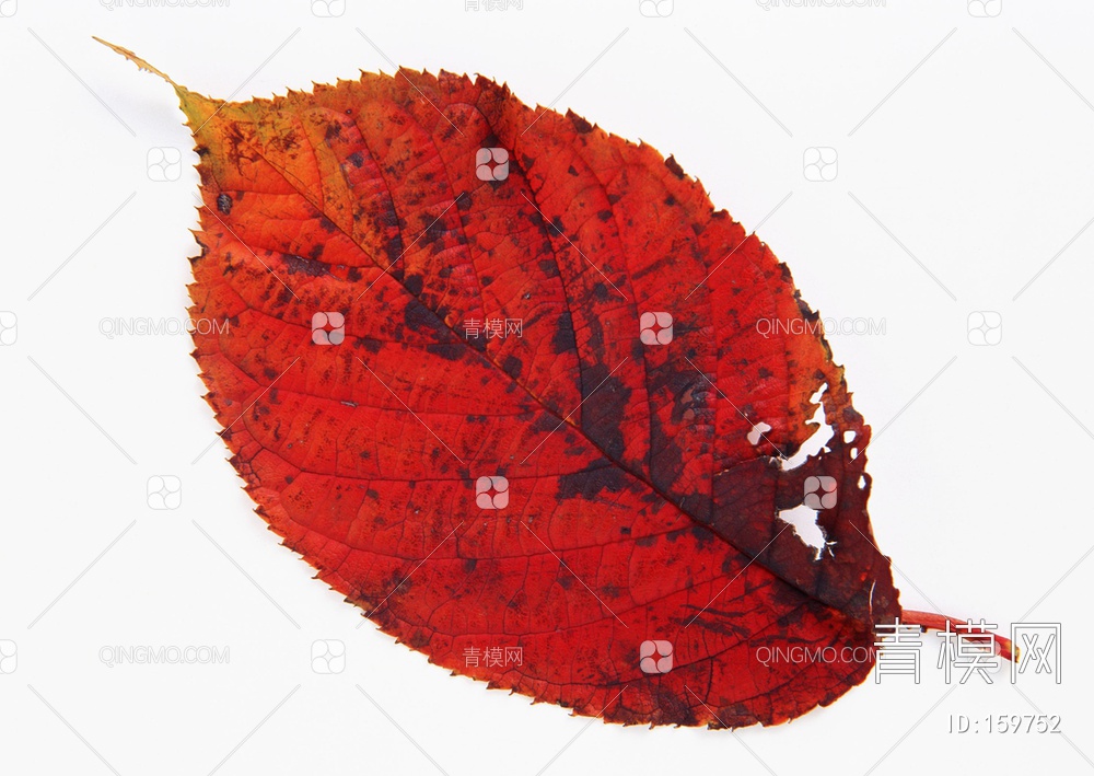 秋天树叶贴图下载【ID:159752】