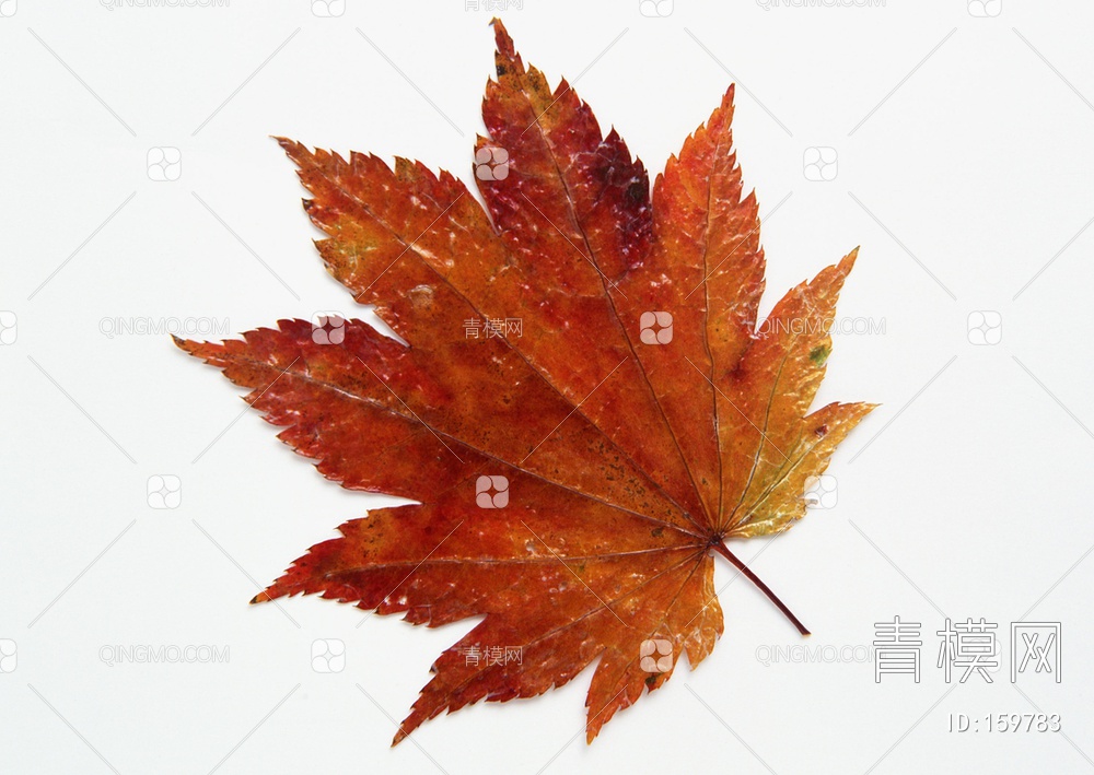秋天树叶贴图下载【ID:159783】