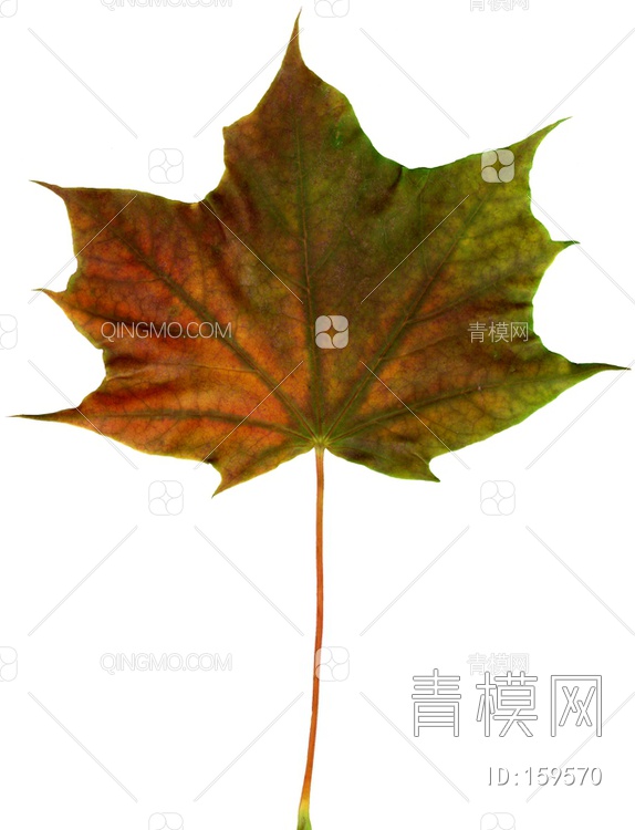 秋天树叶贴图下载【ID:159570】