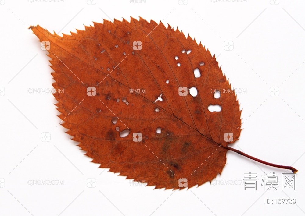 秋天树叶贴图下载【ID:159730】