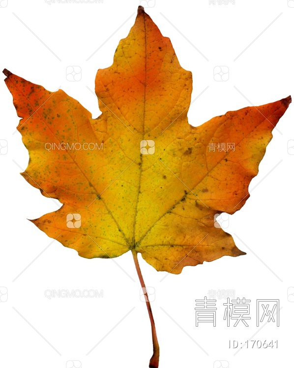秋天树叶贴图下载【ID:170641】