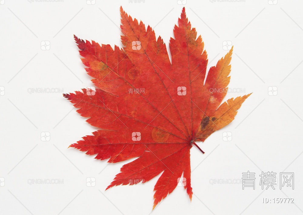 秋天树叶贴图下载【ID:159772】