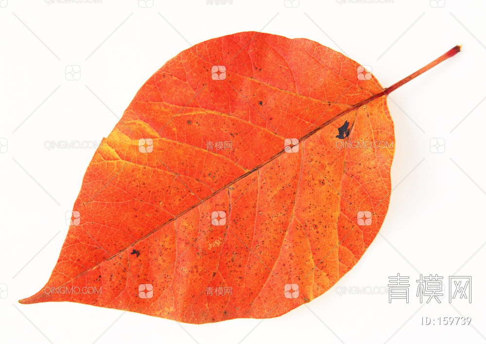 秋天树叶贴图下载【ID:159739】