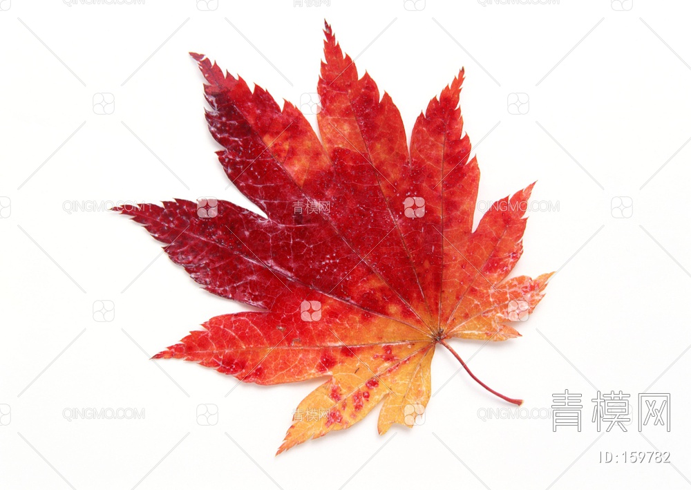 秋天树叶贴图下载【ID:159782】