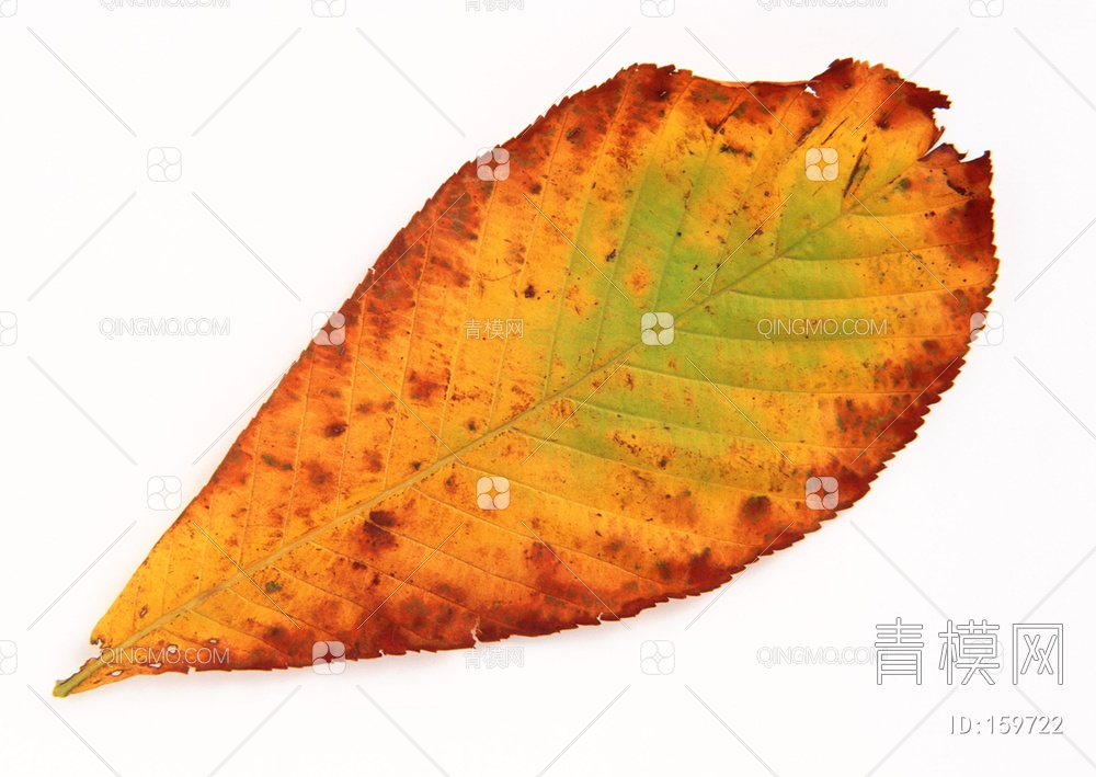 秋天树叶贴图下载【ID:159722】