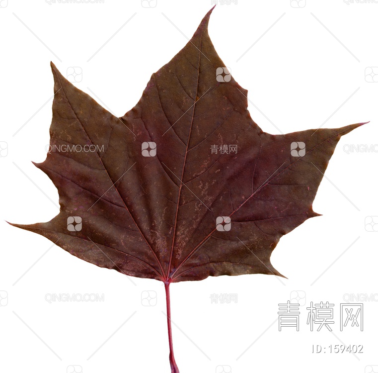 秋天树叶贴图下载【ID:159402】