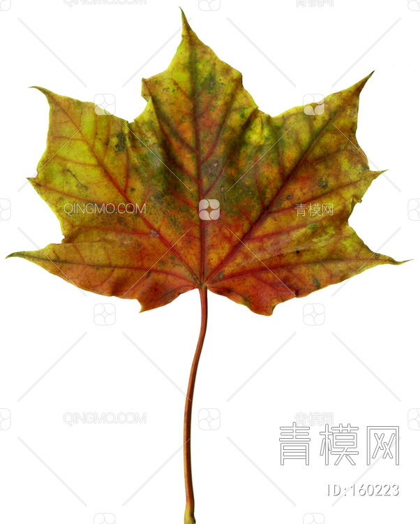 秋天树叶贴图下载【ID:160223】