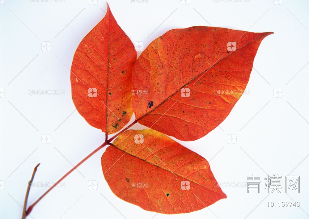 秋天树叶贴图下载【ID:159743】