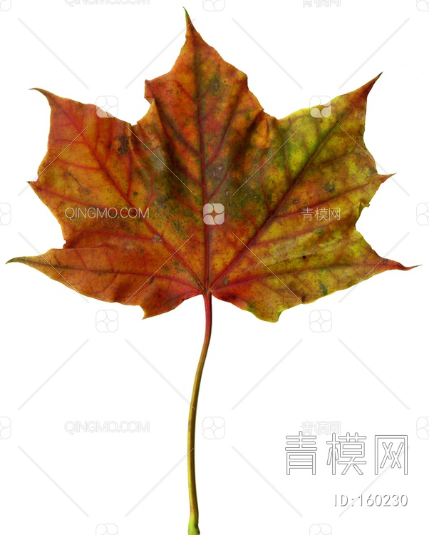 秋天树叶贴图下载【ID:160230】