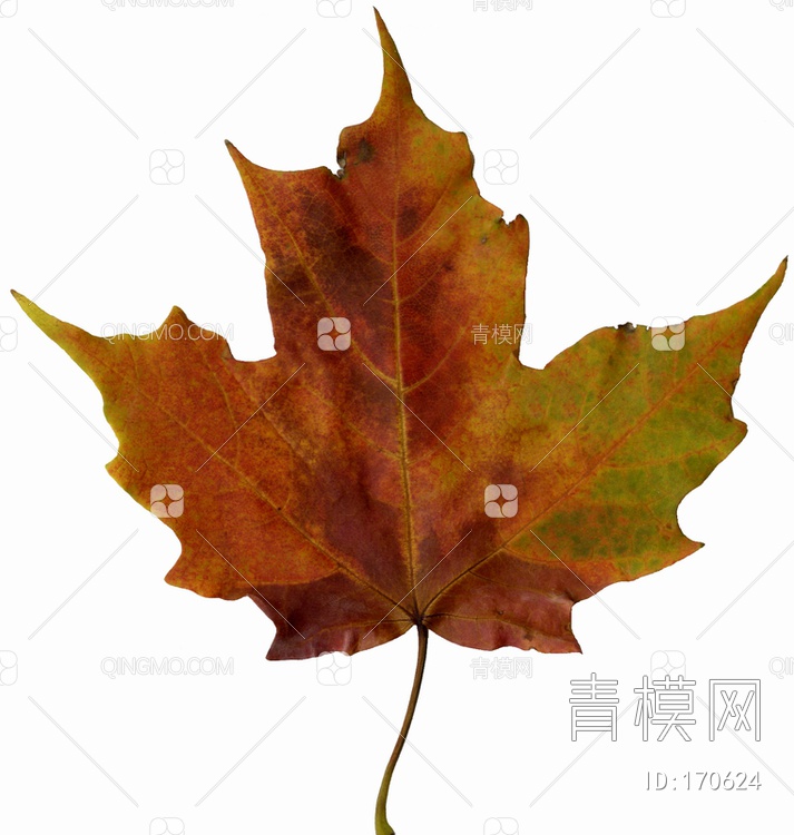 秋天树叶贴图下载【ID:170624】