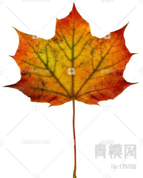 秋天树叶贴图下载【ID:170152】