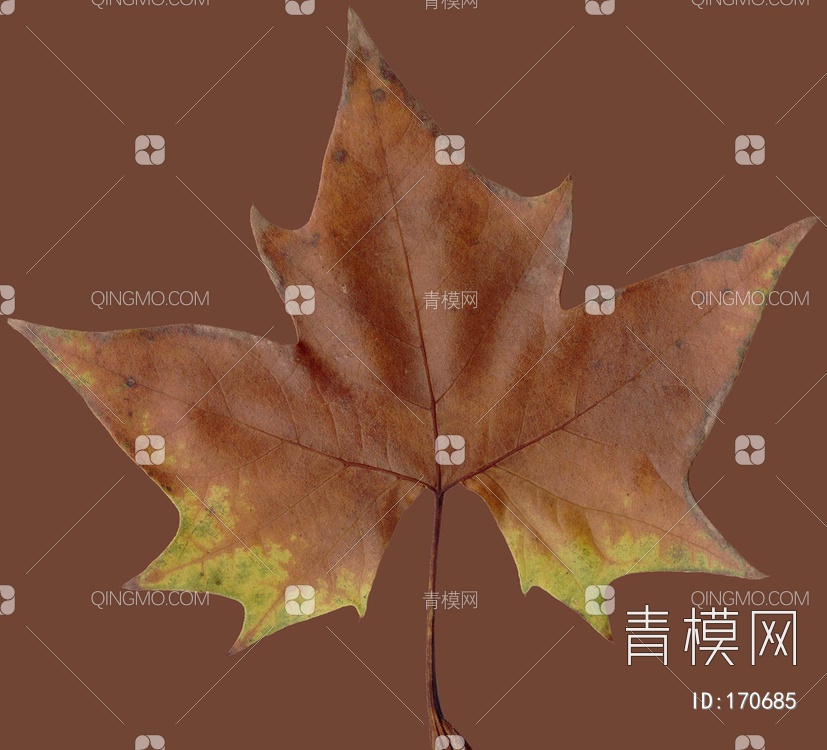 秋天树叶贴图下载【ID:170685】