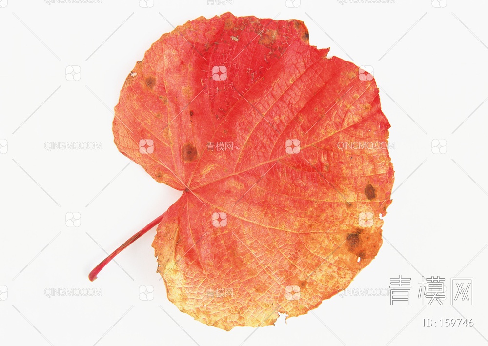 秋天树叶贴图下载【ID:159746】