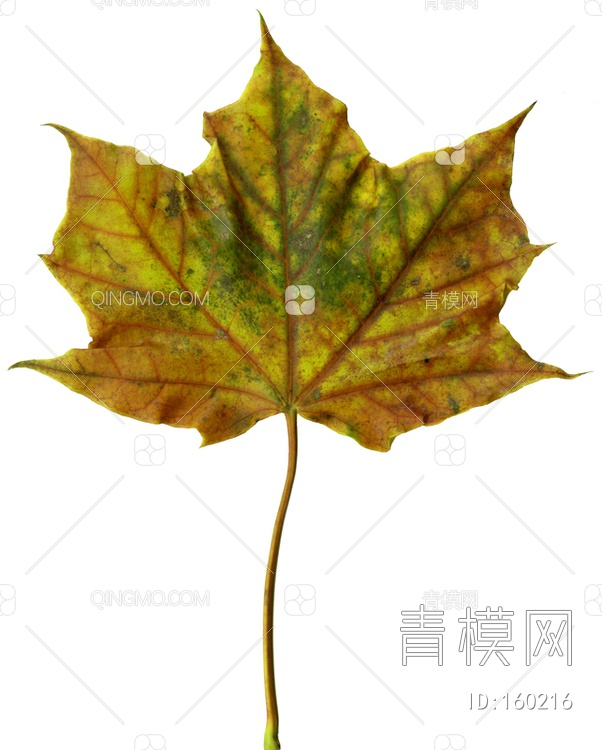 秋天树叶贴图下载【ID:160216】