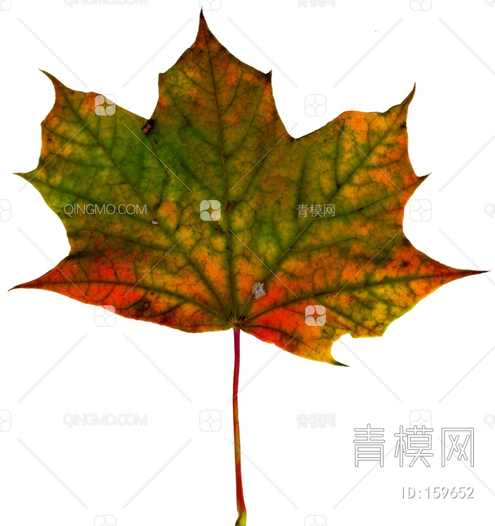 秋天树叶贴图下载【ID:159652】