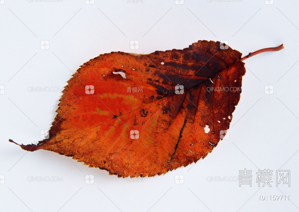 秋天树叶贴图下载【ID:159711】