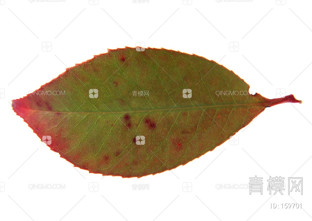 秋天树叶贴图下载【ID:159701】
