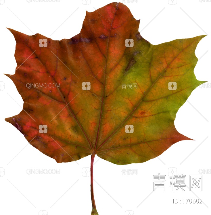 秋天树叶贴图下载【ID:170602】