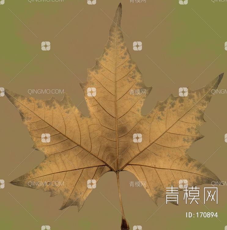 秋天树叶贴图下载【ID:170894】