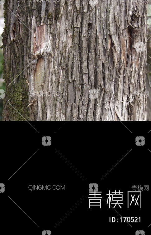 树干松树贴图下载【ID:170521】