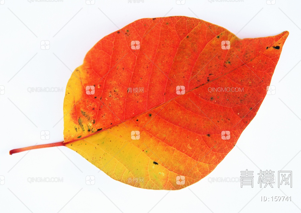 秋天树叶贴图下载【ID:159741】